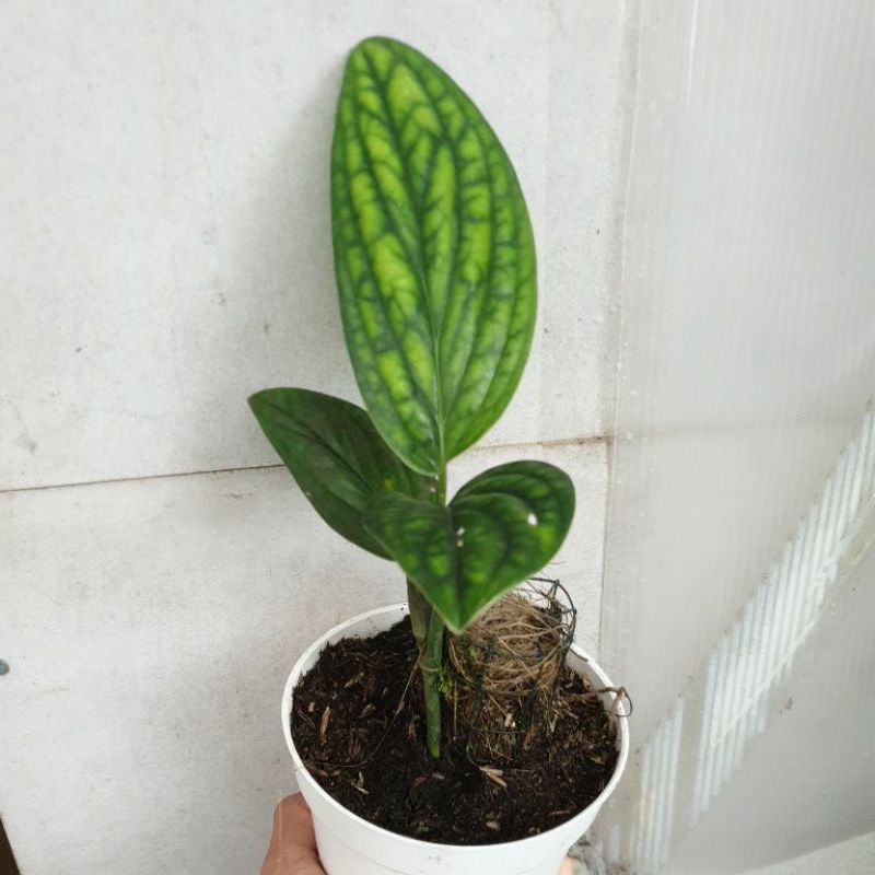 Monstera pinatipartita