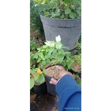 Bibit tanaman bunga hias bougenville - bugenvil id ekor musang putih