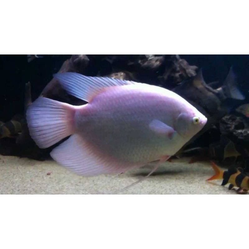 

Ikan gurame Padang