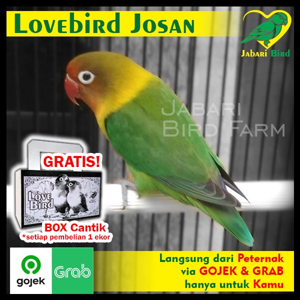 Burung Lovebird Josan Hijau standart Paruh merah - Jabari Farm