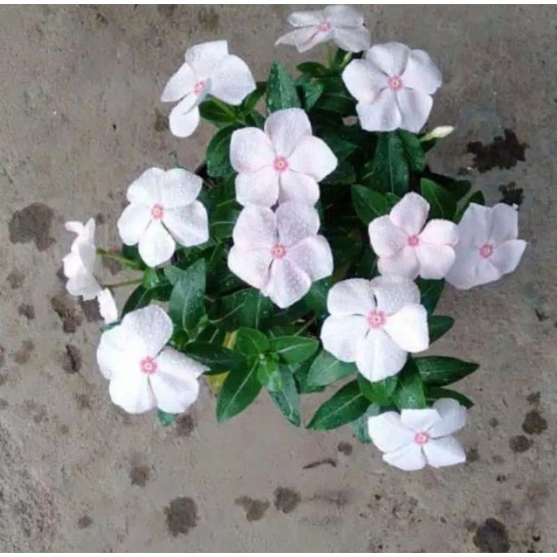 Tanaman hias bunga vinca putih vinca tapak dara