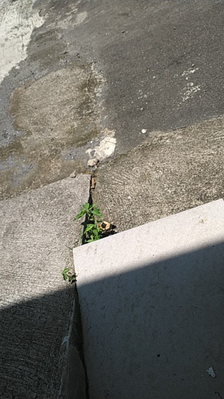 Fason Mix 900ml Pembersih Keramik Dan Porcelain Tua