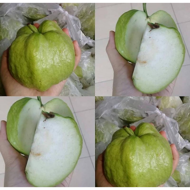

jambu kristal 1kg