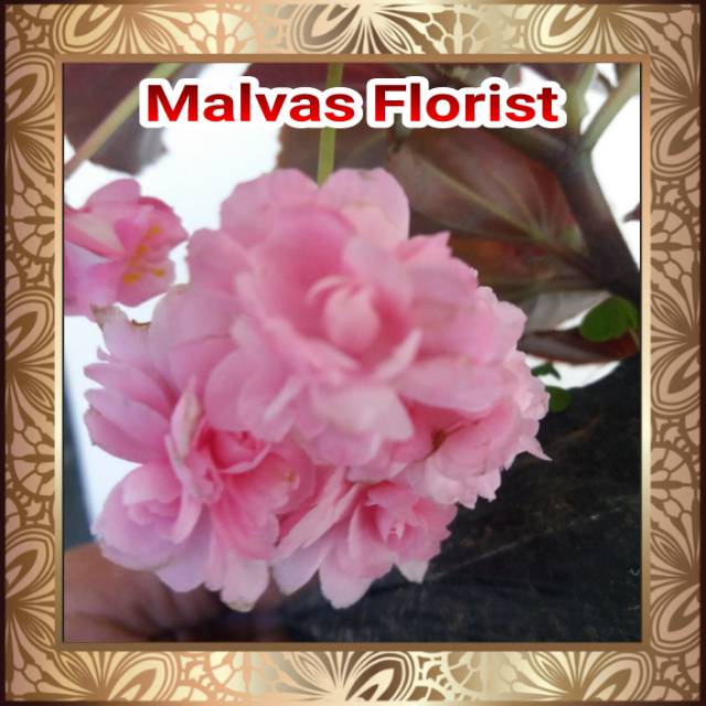 Tanaman hias - bibit bunga begonia bali tumpuk