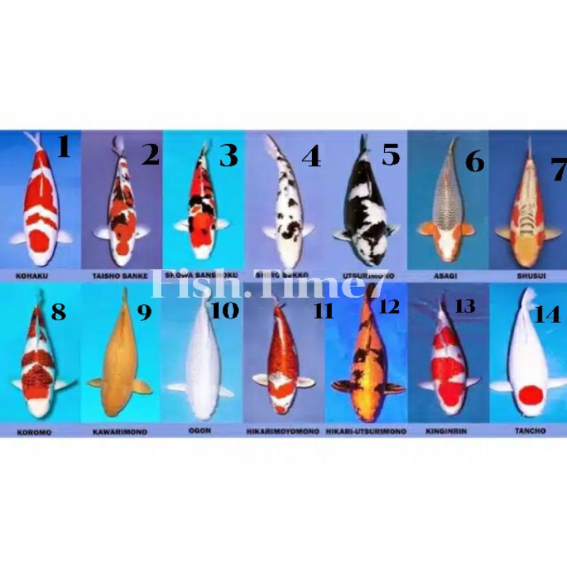 BIBIT KOI BLITAR  SZ 5-8 CM (2 BULAN)