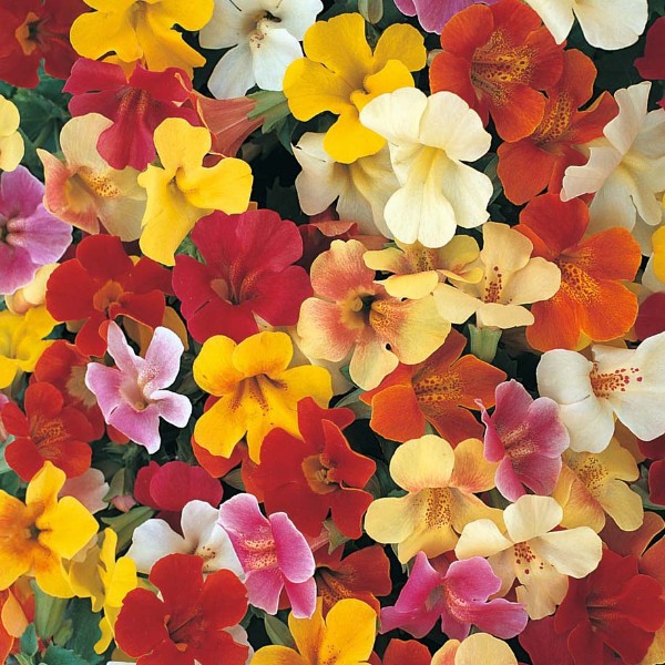 Benih Bibit Biji - Bunga Mimulus (Dwarf) Extra Choice Mixed Flower Seeds - IMPORT