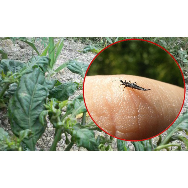 BAYER - insektisida DECIS 100 ml - obat hama ulat, obat hama belalang, obat hama thrips dan kutu putih