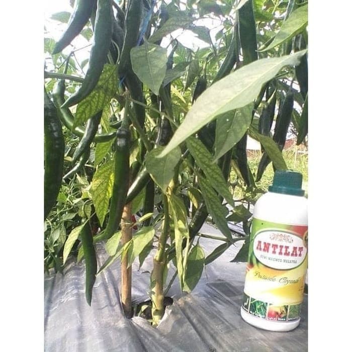 ANTI HAMA Lalat Semut Belalang Kutu Daun Ulat cacing