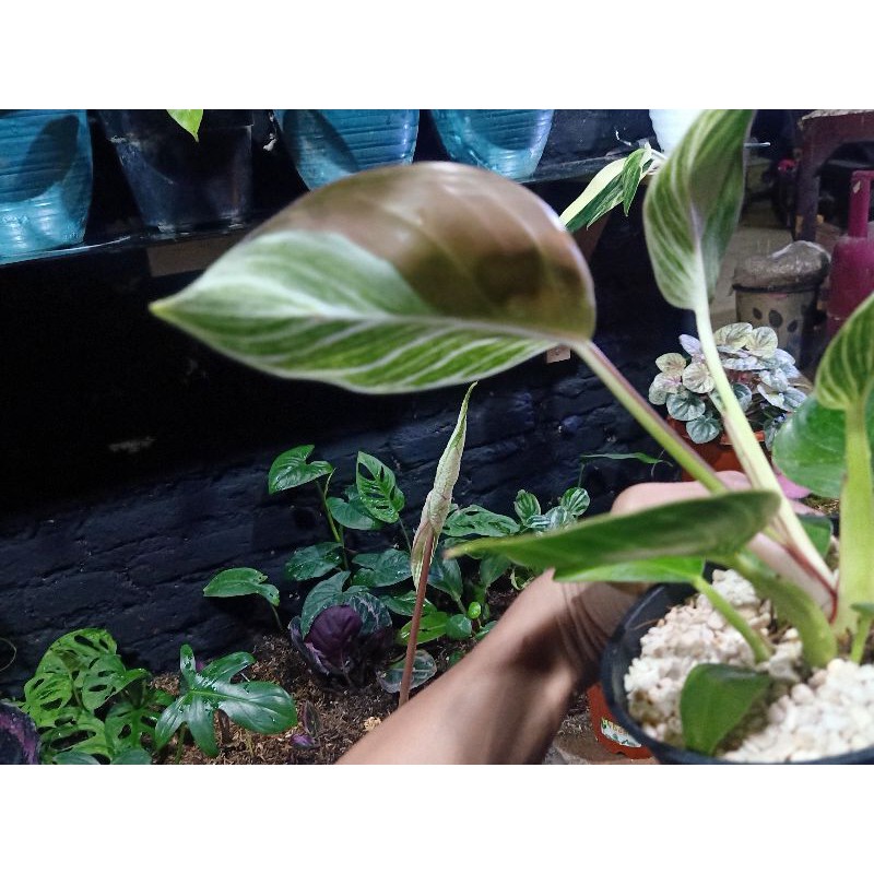 Birkin philodendron varigata