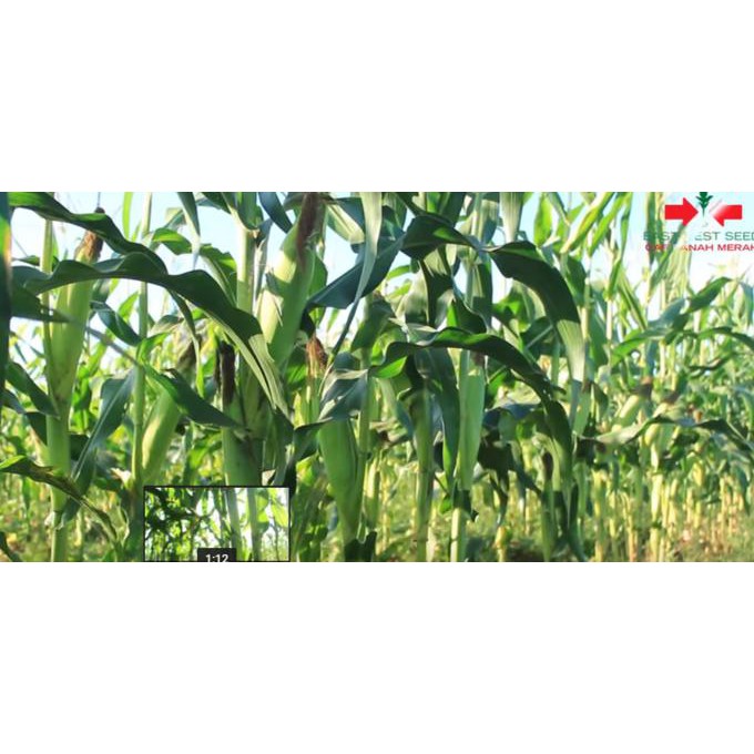 Cara Tanam Jagung  Manis  Bonanza  F1  Berbagi Tanam
