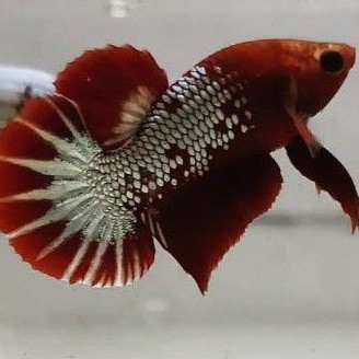 Cupang BAHAN/ANAKAN FCCP Line Vietnam. TOP GRADE