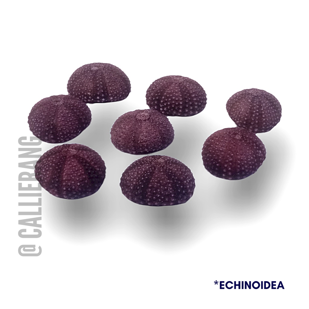 Bulu Babi / Landak Laut Echinoidea Bahan Kerajinan Dan Dekorasi