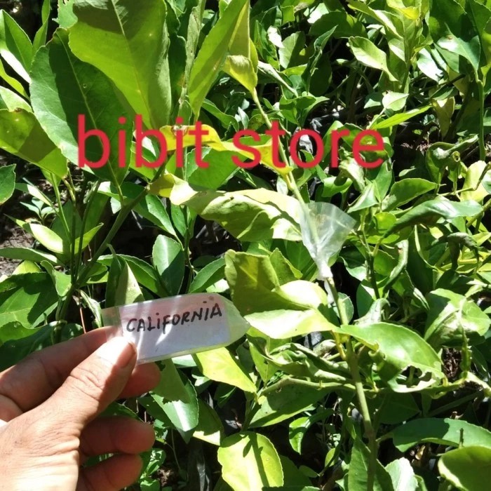 Bibit Lemon California - Lemon Amerika