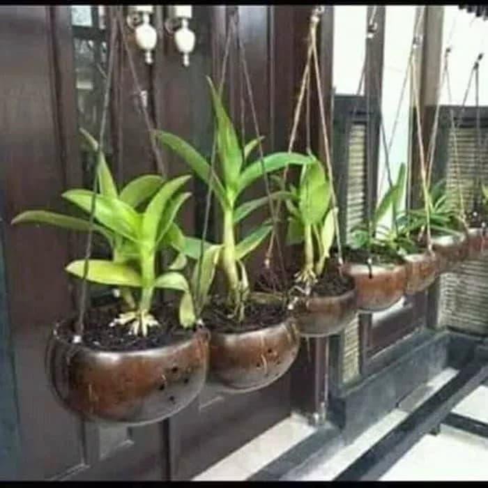 Vas gantung anggrek bulan dendrobium batok KBM