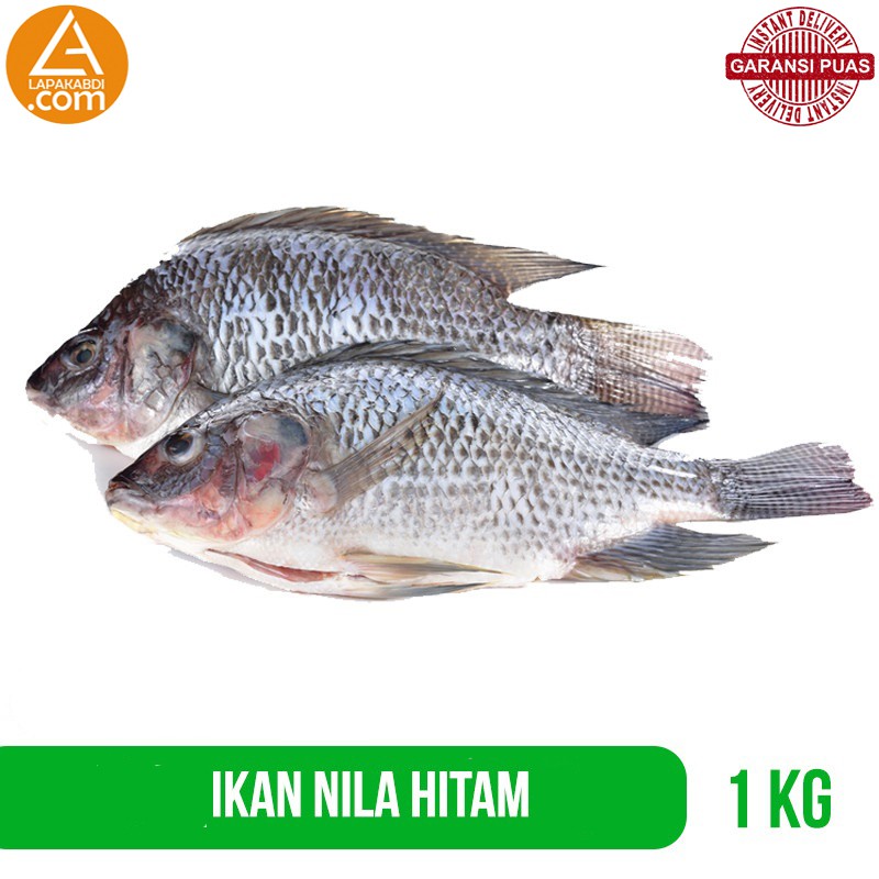 

Ikan Nila Tilapia Hitam 1 Kg Ikan Segar Garansi Termurah