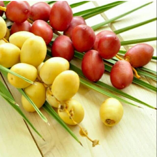 

Kurma muda Rhutob/ rhutab promil 100 gr