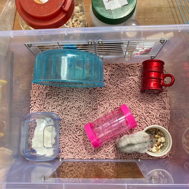 CLUMPET ALAS KANDANG HAMSTER / BEEDING BEDDING SOYA TOFU LITTER BERKUALITAS TINGGI FEZONE