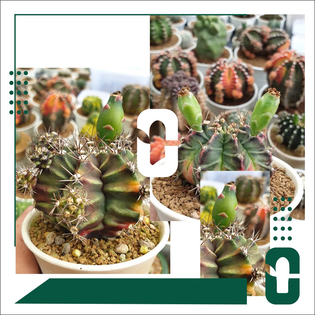 Benih | biji |seed| kaktus| gymnocalycium | Rootbeer x k3 #26022021