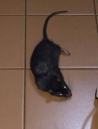 Racun Tikus Ramtus Asli Alami Mati Kering Tidak Bau Pembasmi Pengusir Tikus Super Paling Ampuh 5pack