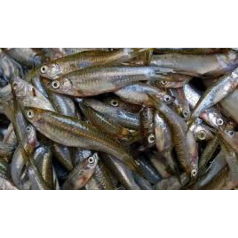 

IKAN SELUANG PER 250 GR
