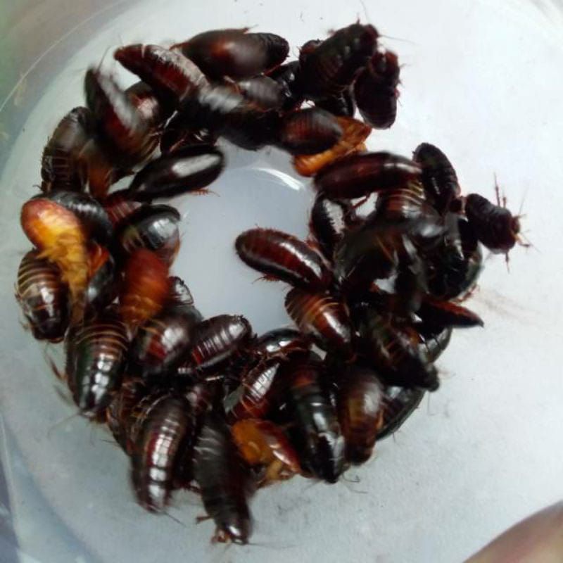 Umpan mancing  mania  ikan lele ,cete mede kecoa batu per 30 ekor