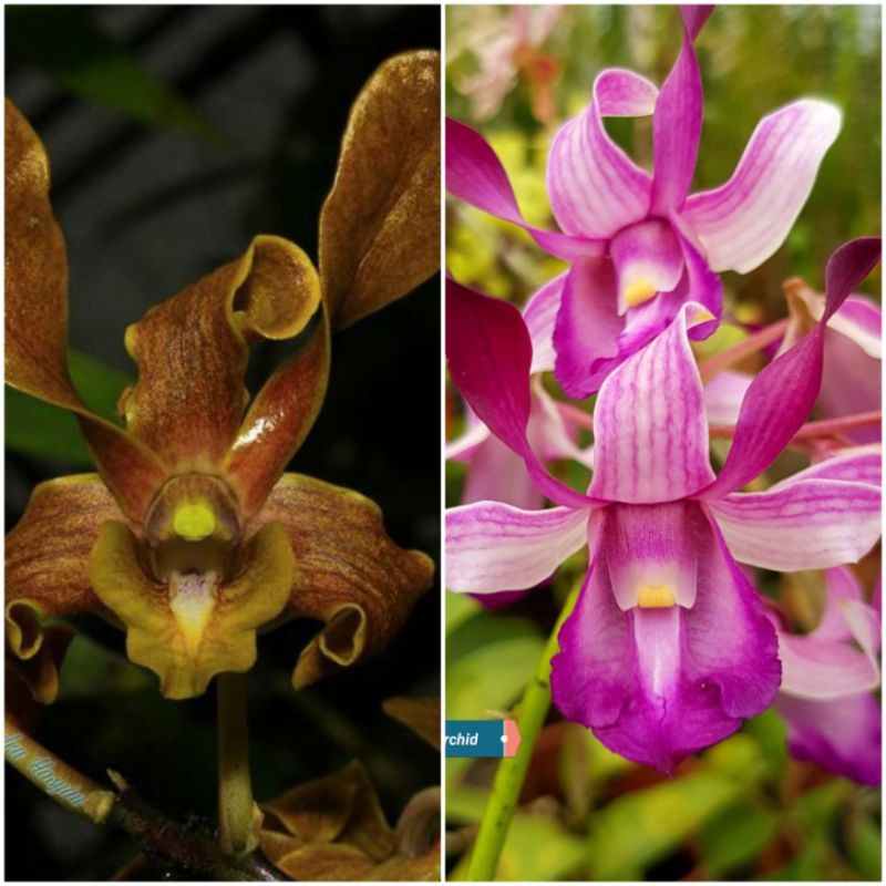 Anggrek Dendrobium Taurinum Red X Helix Remaja