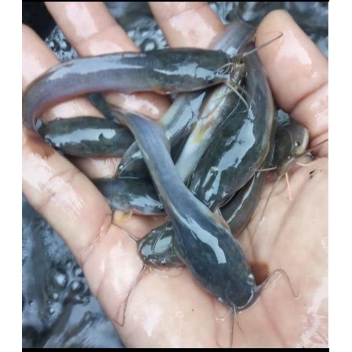Bibit Ikan Lele Sangkuriang 10-11cm