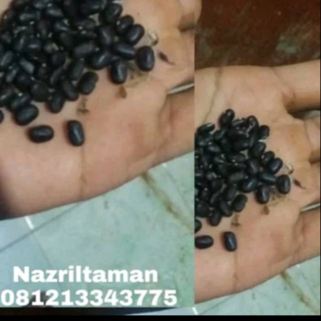 

Biji Kembang teleng 10 pcs