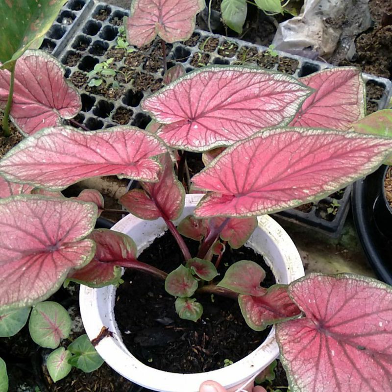 Keladi RED JAGUAR (DAUN GANDA) / BIBIT keladi red jaguar