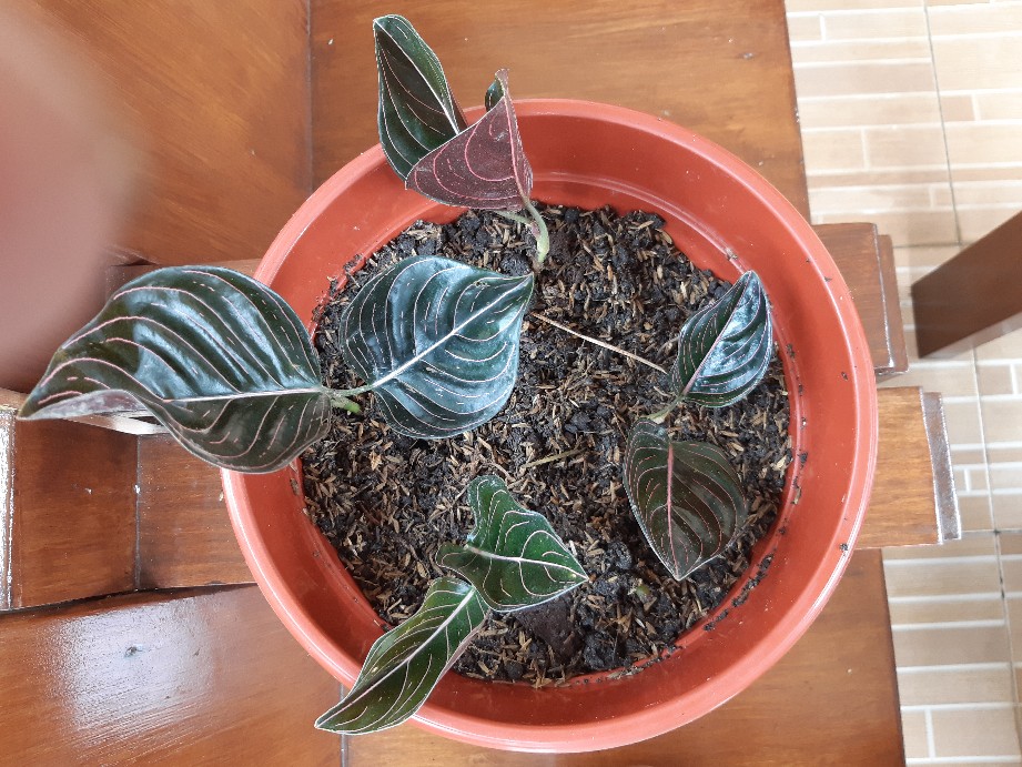 Aglonema Rotundum Aceh 2daun Reamja
