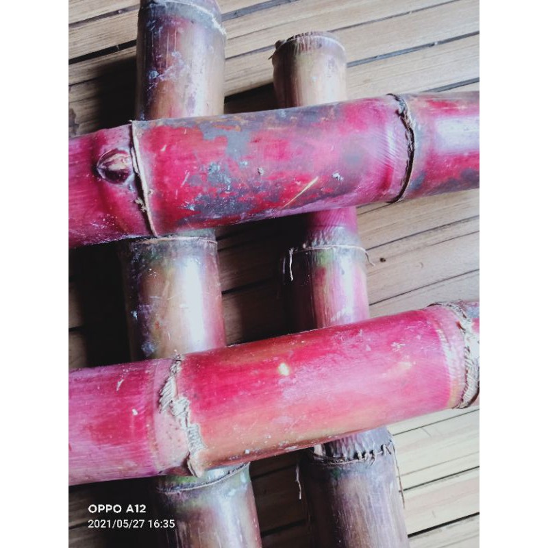 

jual tebu merah 1 kg segar