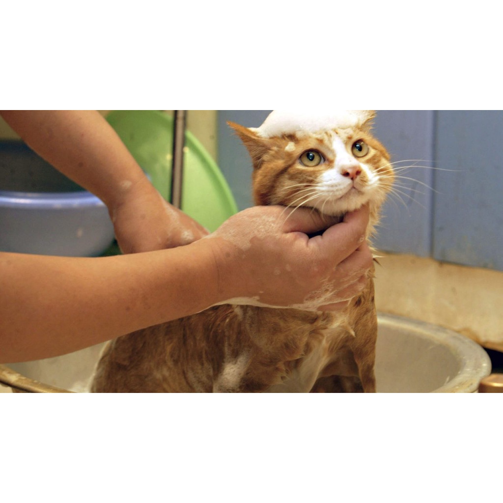 shampoo kucing dan Anjing anti kutu dan jamur