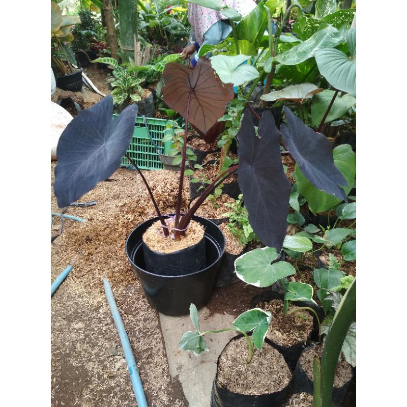 Colocasia esculenta Black Magic