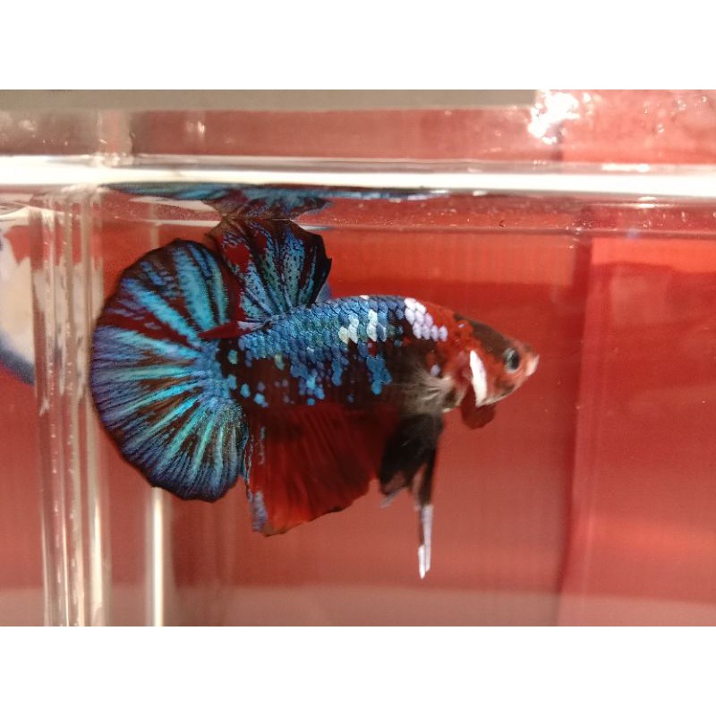 ikan cupang koi galaxy