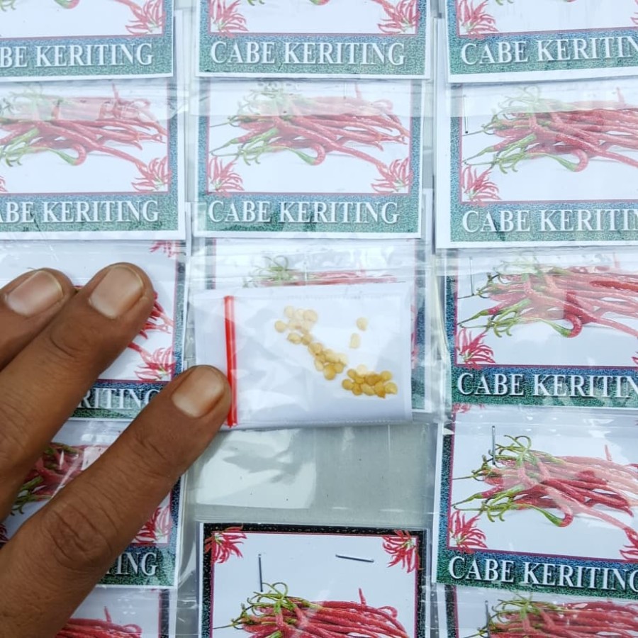 benih cabe keriting / bibit cabe keriting KECIL