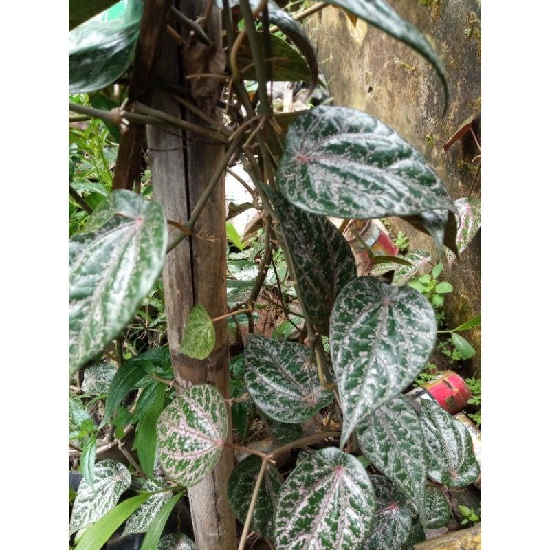 

daun sirih merah