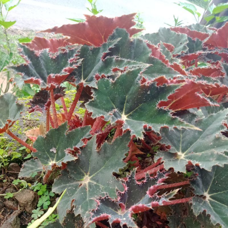 bunga begonia ,bibit bunga begonia