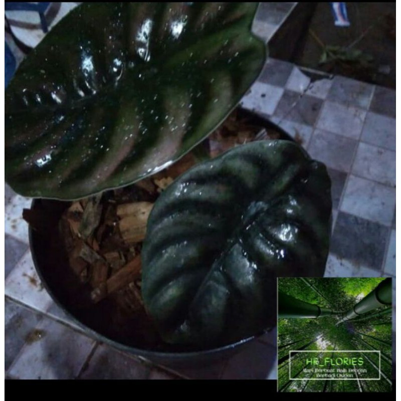 keladi tengkorak hitam / cuprea