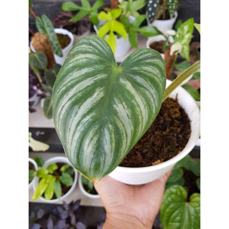 Philodendron Plowmanii