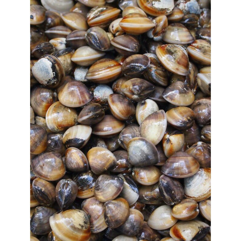 

Ale-ale_Kuliner_khas_ketapang