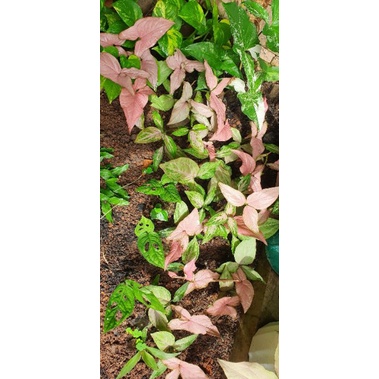 TANAMAN HIAS SYNGONIUM PINK - TANAMAN HIAS HIDUP INDOOR