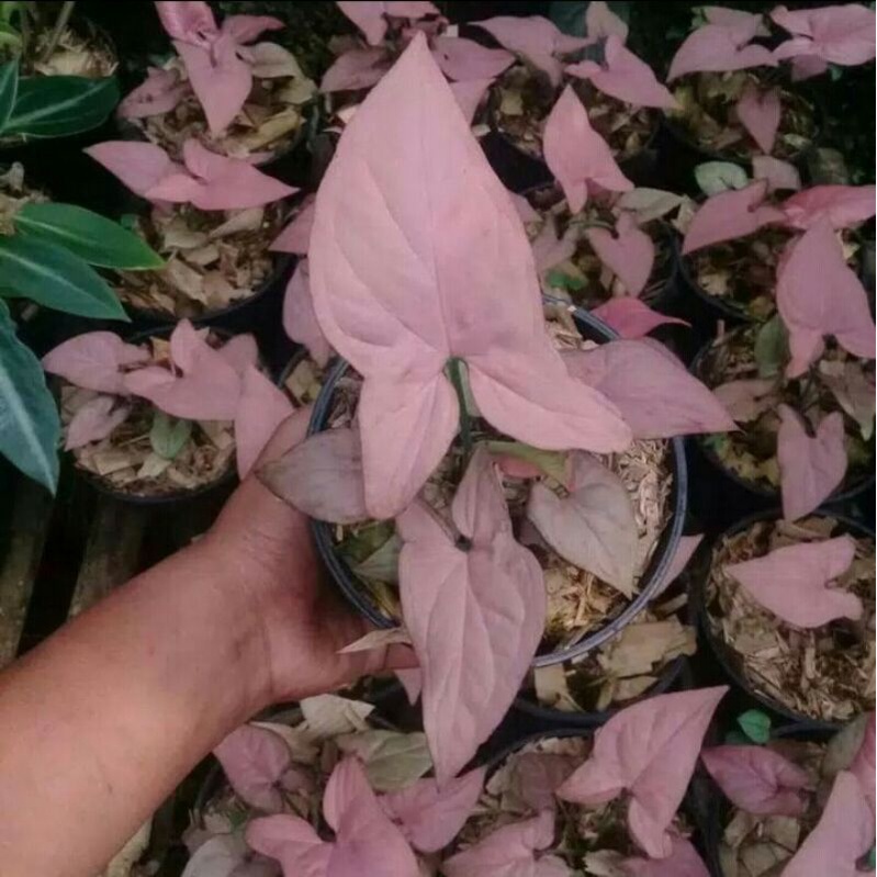 syngonium pink neon robusta original / syngonium pink perfection x neonrobusta