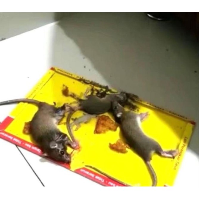 Lem Tikus Papan/ Perangkap Tikus