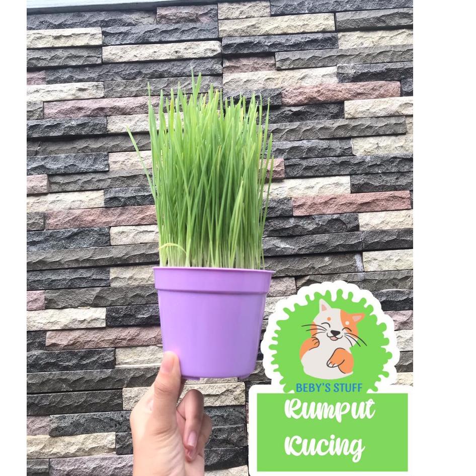 ✩ RUMPUT KUCING SIAP PANEN WHEATGRASS RUMPUT GANDUM ➷