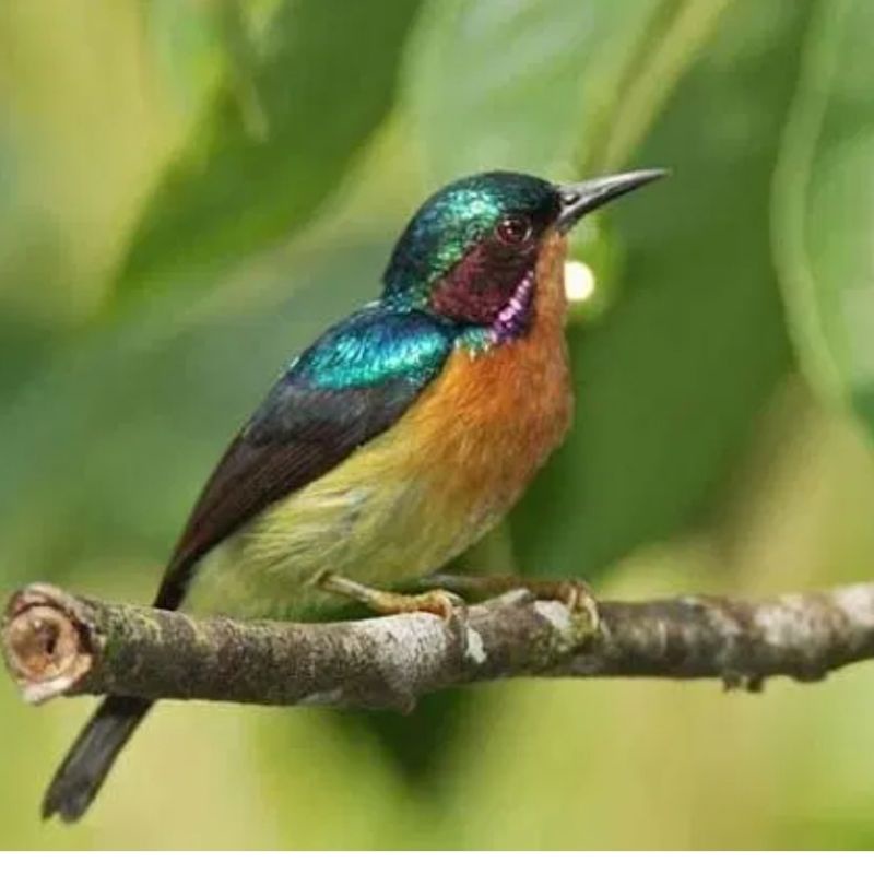 kowul jantan rawatan