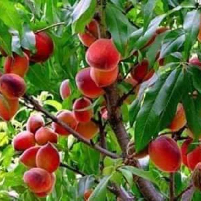 

Bibit buah persik hasil stek cepat berbuah