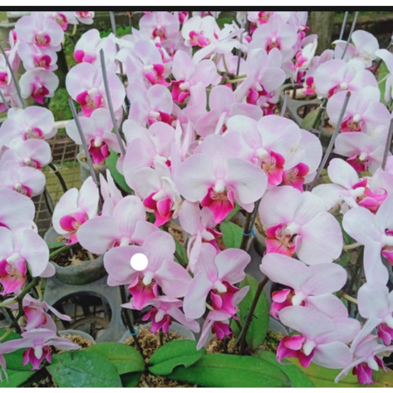 Anggrek Bulan Putih Lidah Merah