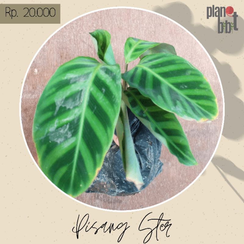 

calathea pisang ster