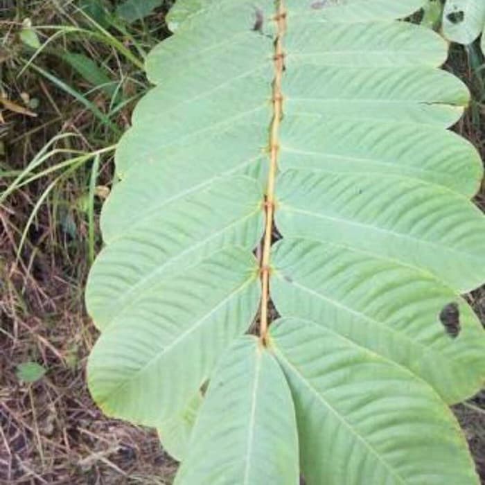 

DAUN KETEPENG SEGAR 1KG KIMANILA KETAPANG CINA ZS