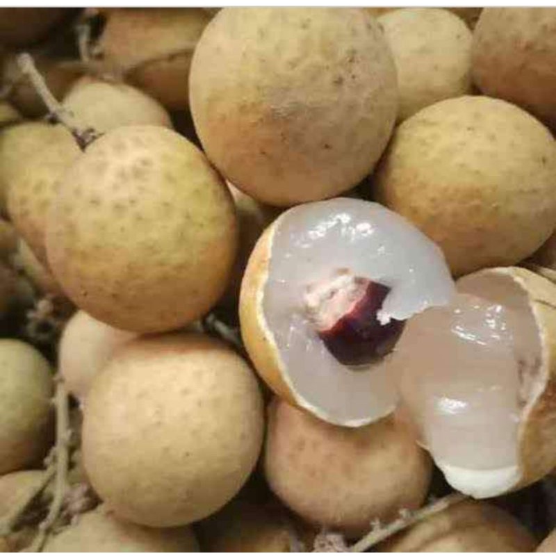

Buah kelengkeng bangkok / buah lengkeng thailand manis